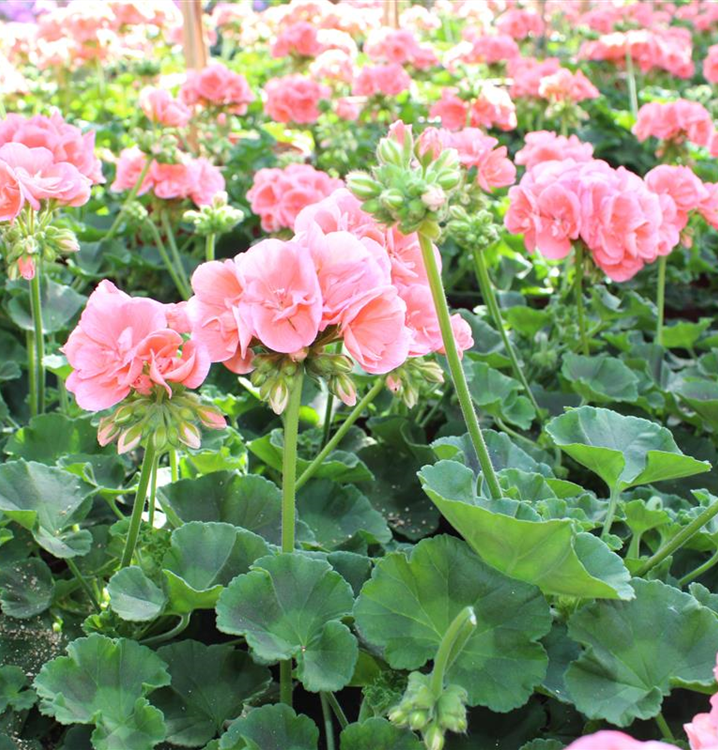 Pelargonium ZonaleGruppe