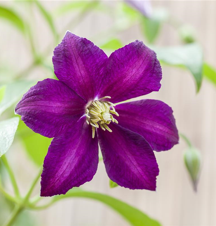 Clematis Mikelite