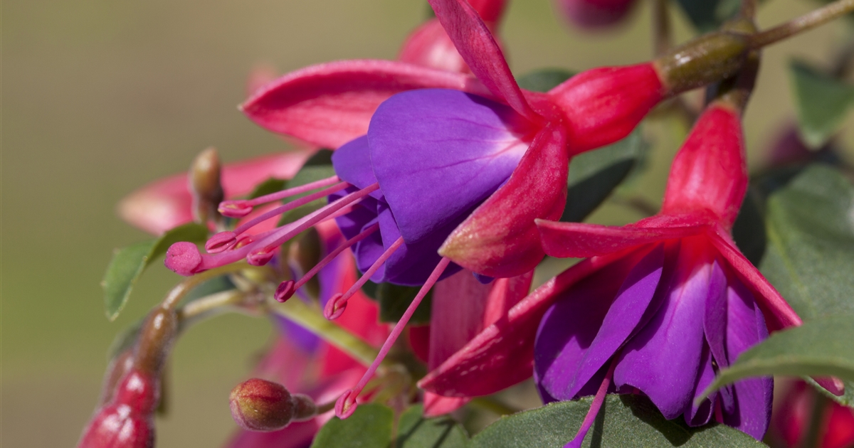 Fuchsia Cultivars