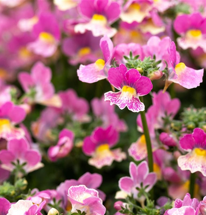 Nemesia Cultivars