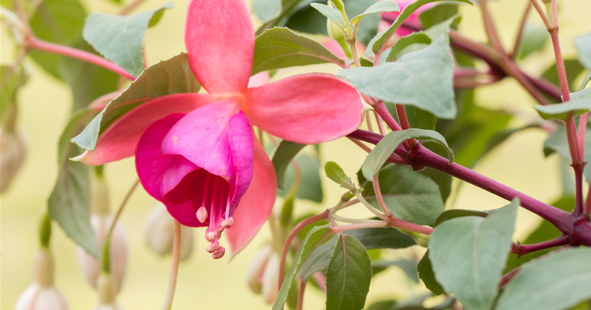 Fuchsia Cultivars (hängend)