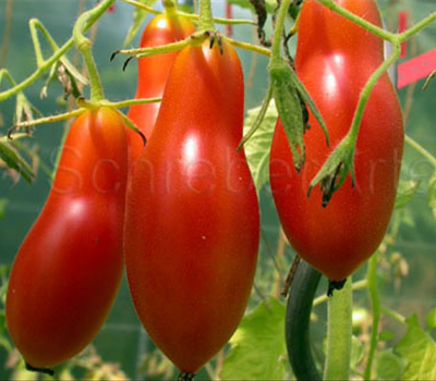 Tomaten