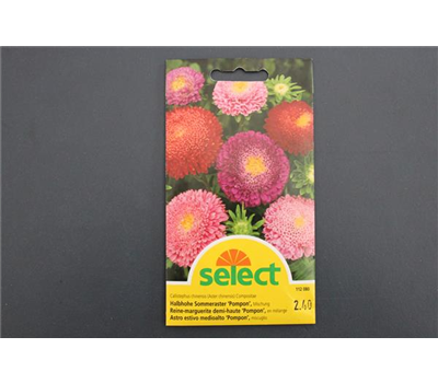Halbhohe Sommeraster 'Pompon'