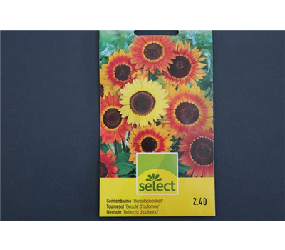 Helianthus Herbstschönheit Mischung