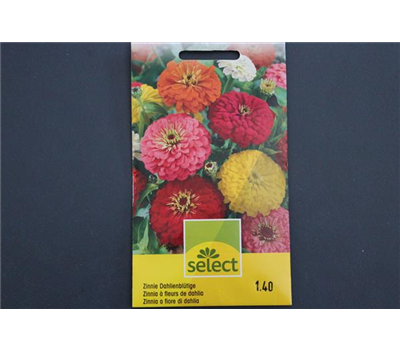 Dahlienblütige Zinnie