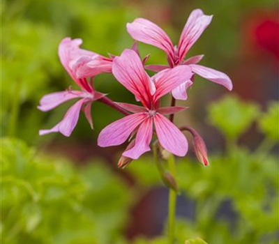Pelargonium Peltatum-Gruppe