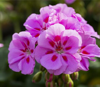 Pelargonium Zonale-Gruppe