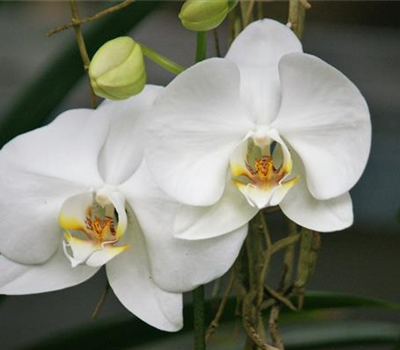 Phalaenopsis