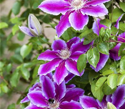Clematis Cultivars