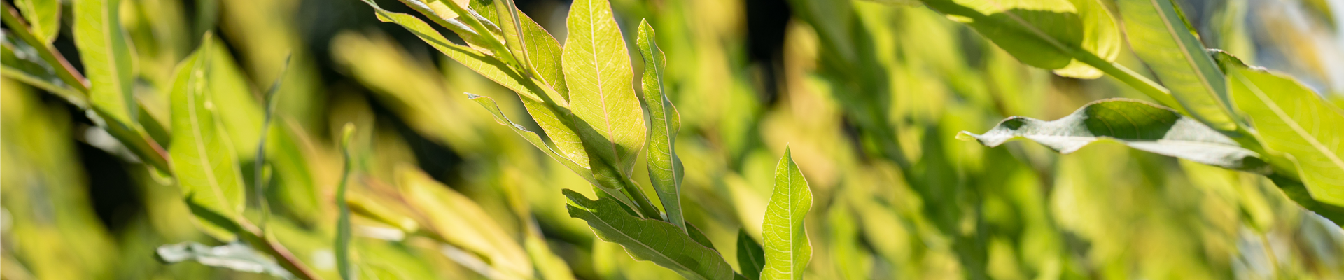 Salix purpurea