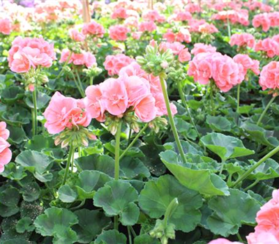 Pelargonium Zonale-Gruppe