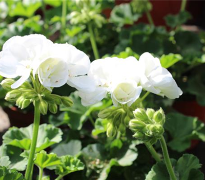 Pelargonium Zonale-Gruppe