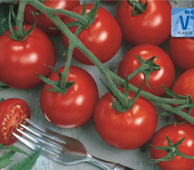 Tomaten