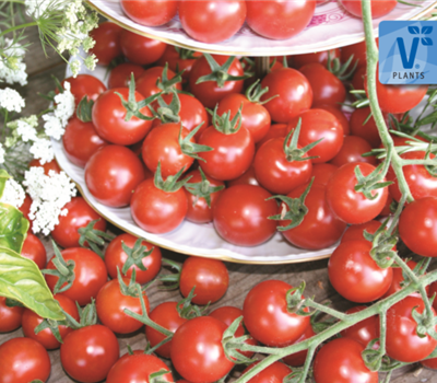 Tomaten