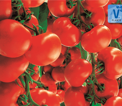 Tomaten
