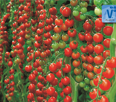 Tomaten