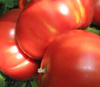 Tomaten
