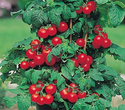 Tomaten