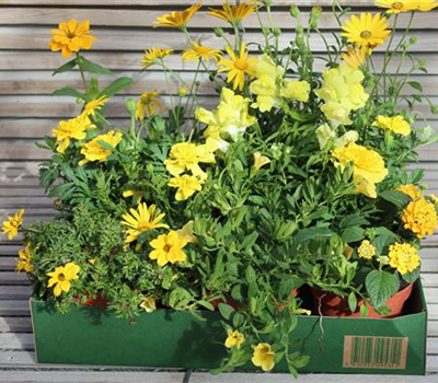 Sommer-Blumenbox gelb
