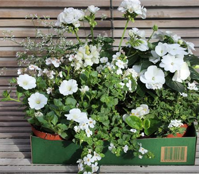 Sommer-Blumenbox weiss
