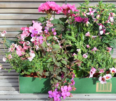 Sommer-Blumenbox rosa
