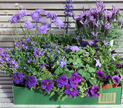 Sommer-Blumenbox blau