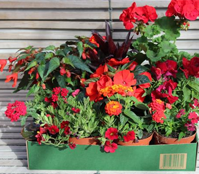 Sommer-Blumenbox rot