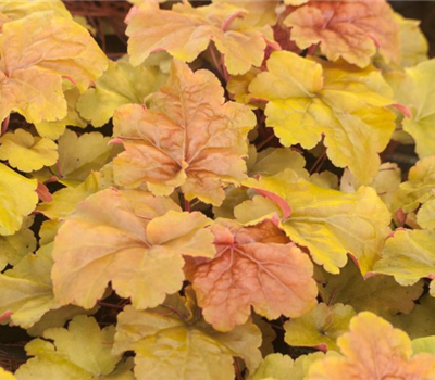 Heuchera x brizoides 'Créme Brûlée'