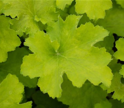 Heuchera x brizoides 'Lime Marmalade'
