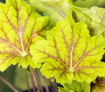 Heuchera x brizoides 'Electra'