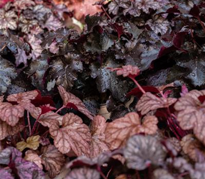 Heuchera x brizoides 'Obsidian'