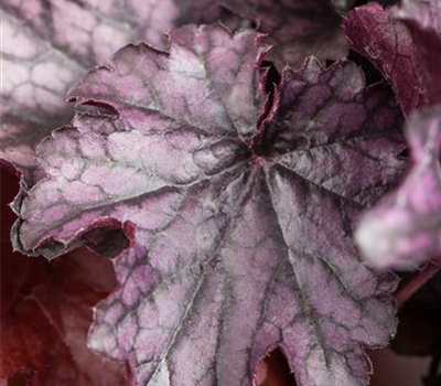 Heuchera x brizoides 'Blackberry Jam'