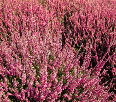 Calluna vulgaris