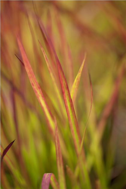 Imperata cylindrica 'Red Baron'