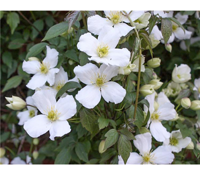 Clematis montana 'Grandiflora'