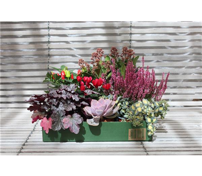 Herbst-Blumenbox rot