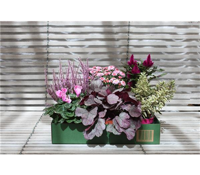 Herbst-Blumenbox rosa