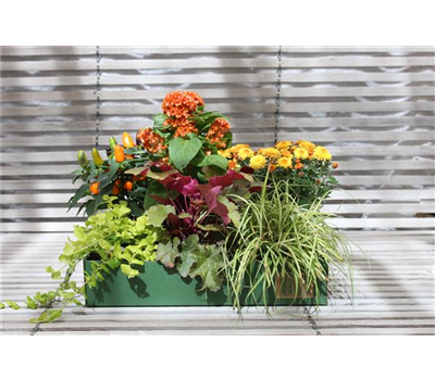 Herbst-Blumenbox gold