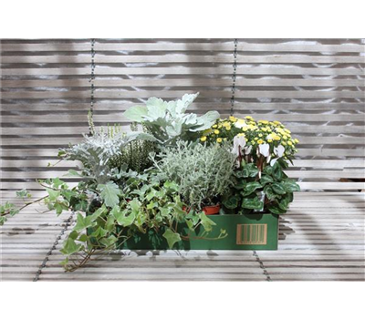 Herbst-Blumenbox weiss - silber