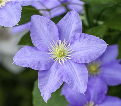 Clematis 'Xerxes'