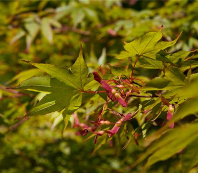 Acer palmatum 'Osakazuki'