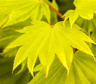 Acer shirasawanum 'Jordan'