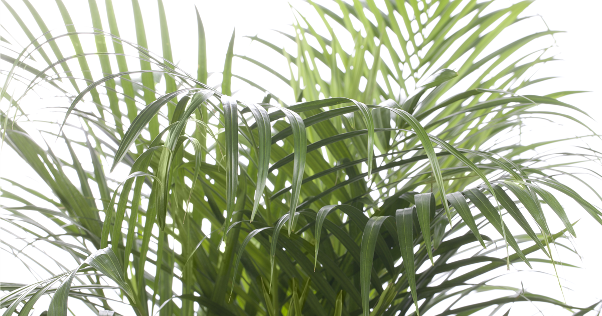 Dypsis lutescens