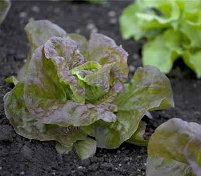 Kopfsalat
