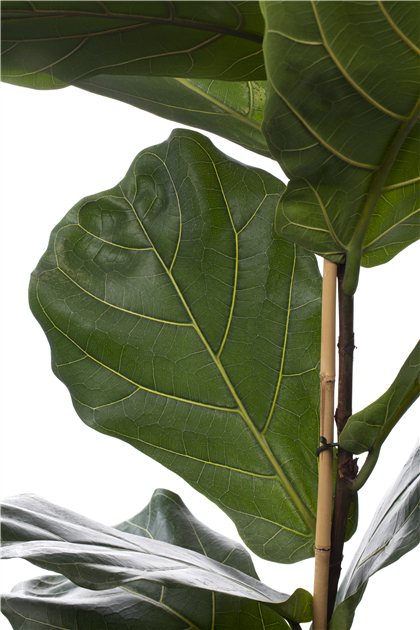 Ficus lyrata