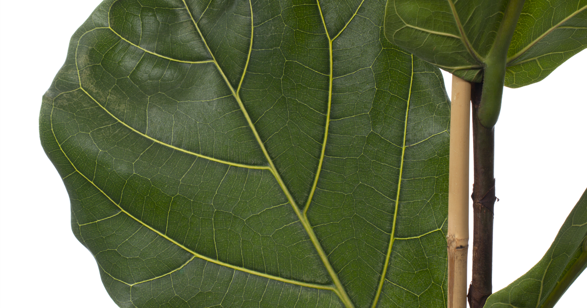 Ficus lyrata