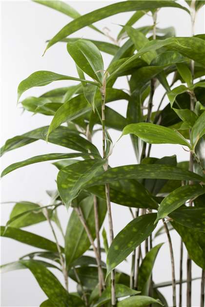 Dracaena surculosa