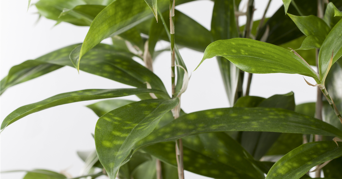 dracaena surculosa milky way Dracaena Surculosa 'Milky Way' – Greenspaces.id