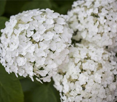 Hydrangea arborescens 'Strong Annabelle'®