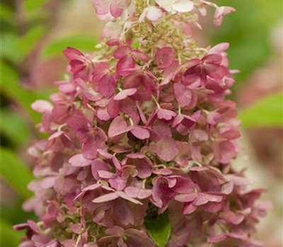 Hydrangea paniculata 'Candlelight'®